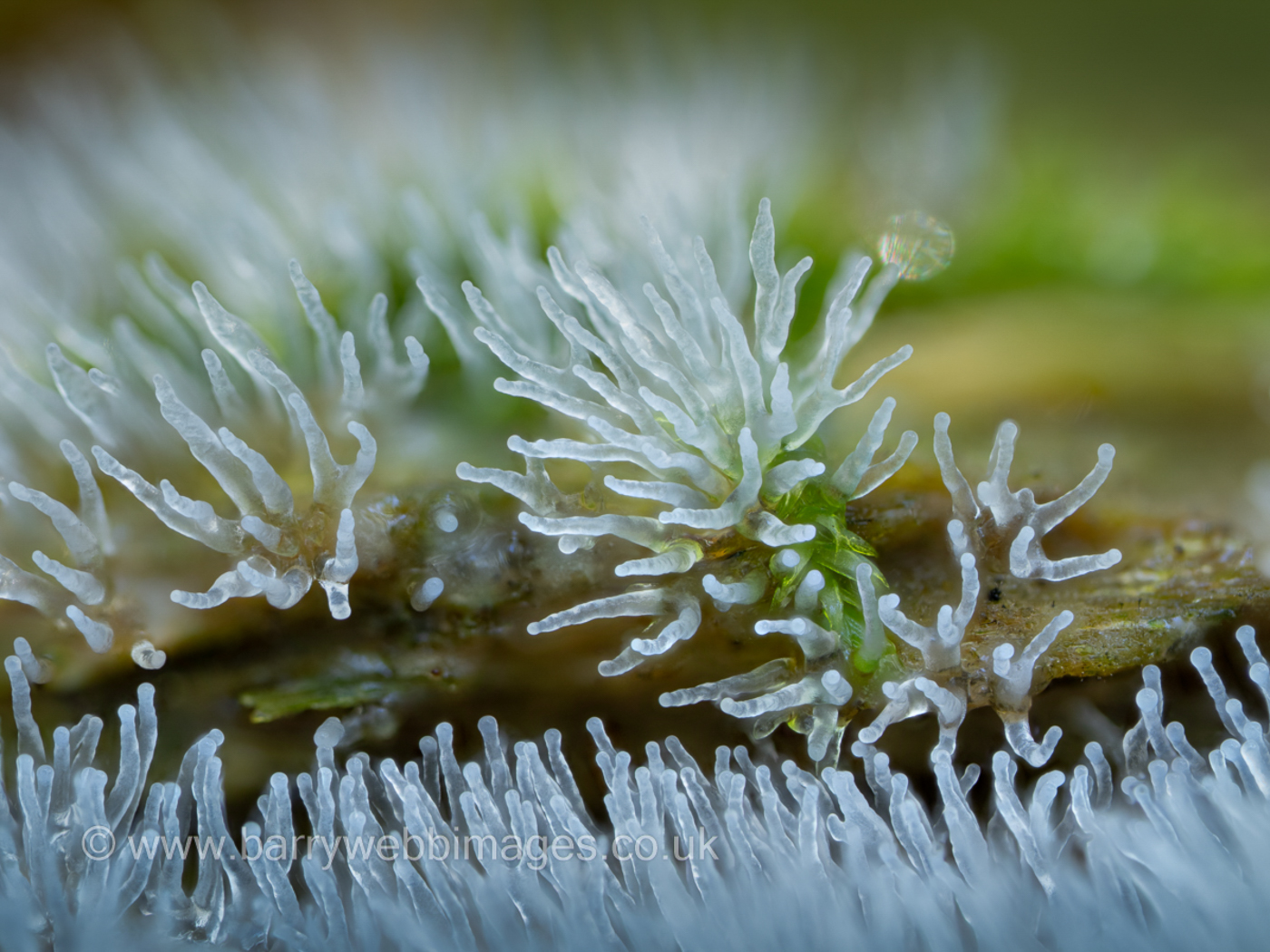 Photo © Barry Webb FRPS Ceratiomyxa fruticulosa by Barry Web FRPS